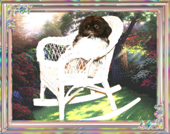 Kirk Imperial Shih Tzu Tiny Male Stud
